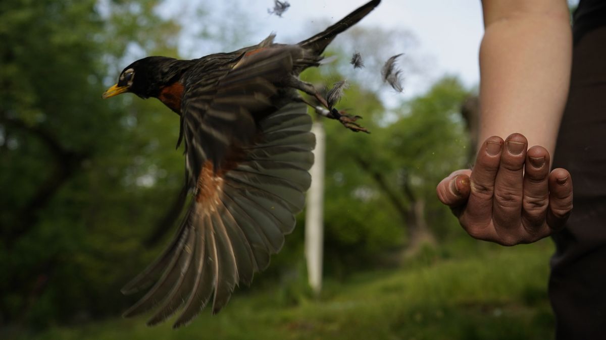 Fotky: Jak bojovat s nudou během uzávěr? Lidé objevili ptáky